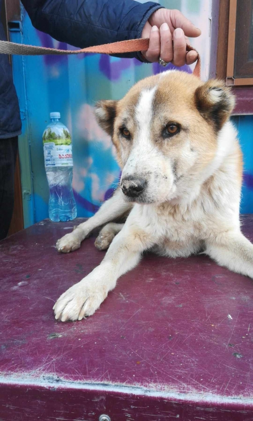 ქართული ქოფაკი მცზეთა სოფელი ძეგვი