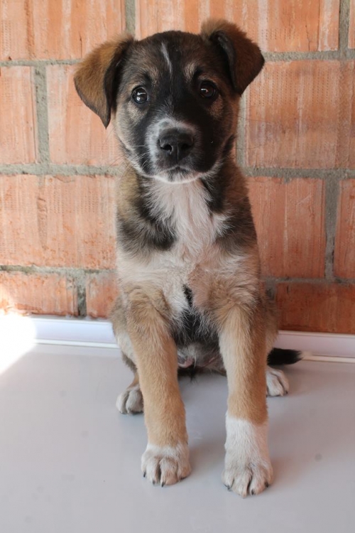 მეტისი უსახელო