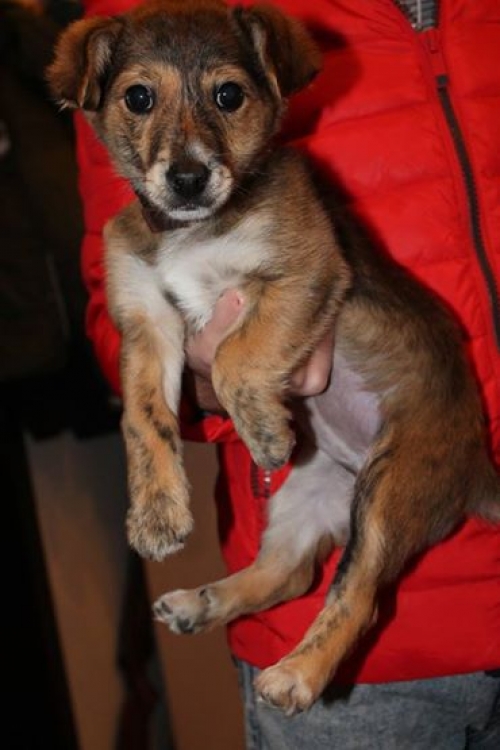 მეტისი უსახელო