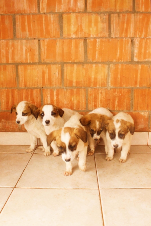 ქართული ქოფაკი უსახელო