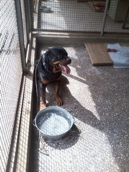 როტვეილერი ლორდი