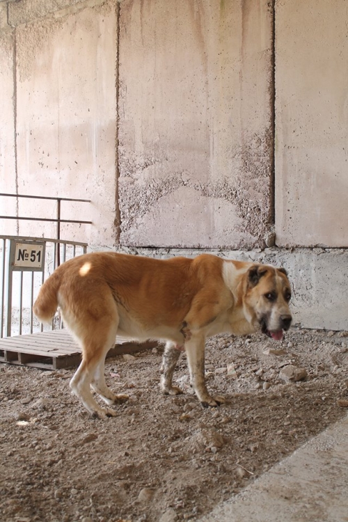 ქართული ნაგაზი ბომბორა