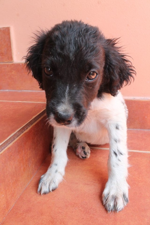 მეტისი უსახელო