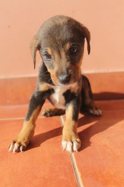 მეტისი უსახელო