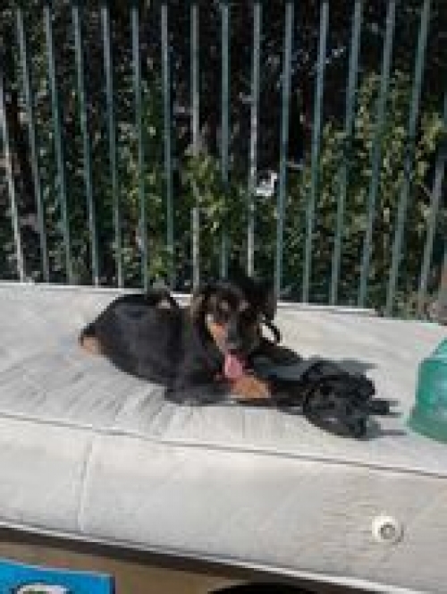 მეტისი მარჯანიშვილი