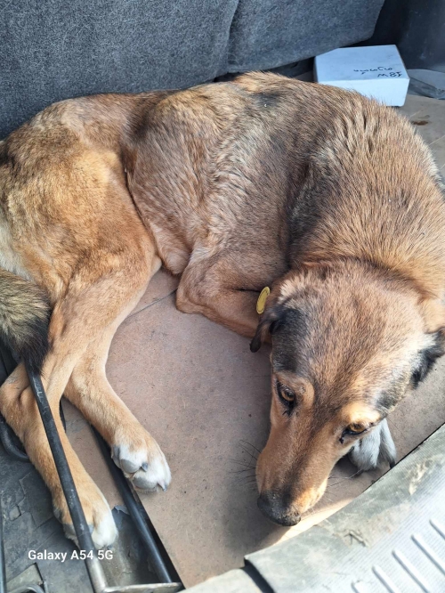 მეტისი ბესო ლეთოდიანი