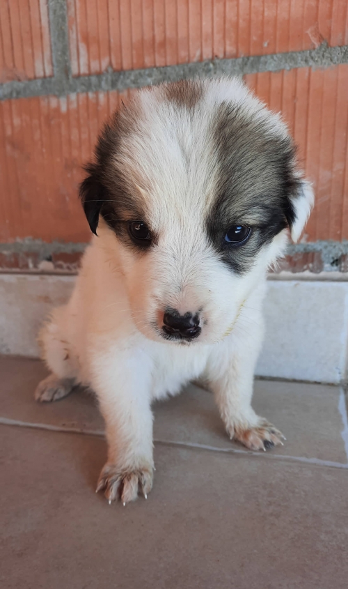 მეტისი ლაგოდეხი