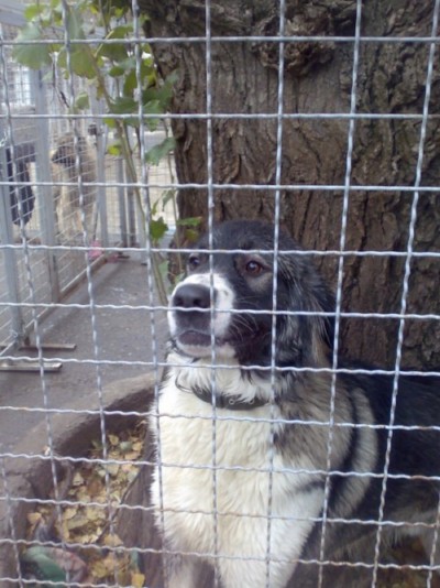 * გაჩუქებულები