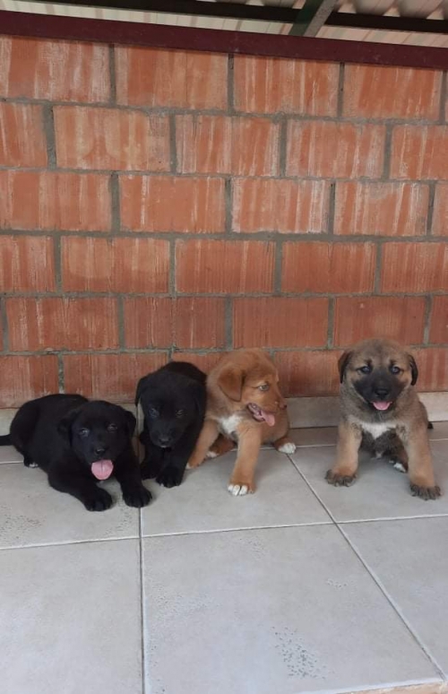 ქართული ქოფაკი დუშეთის რაიონი