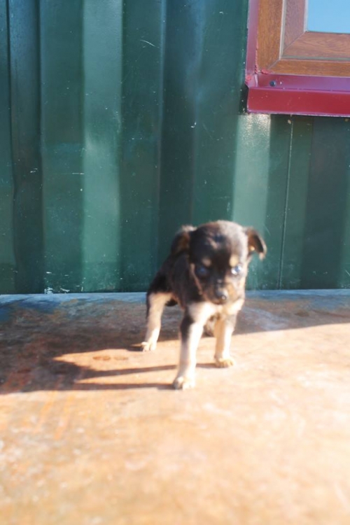 მეტისი უსახელო