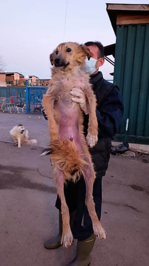 მეტისი კრწანისი