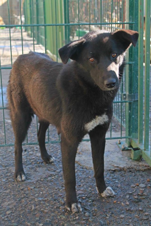 მეტისი ჩორნა