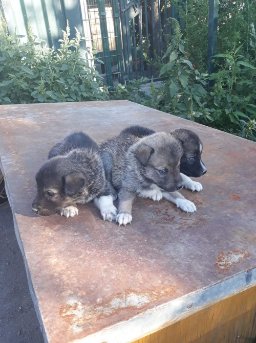 მეტისი უსახელო