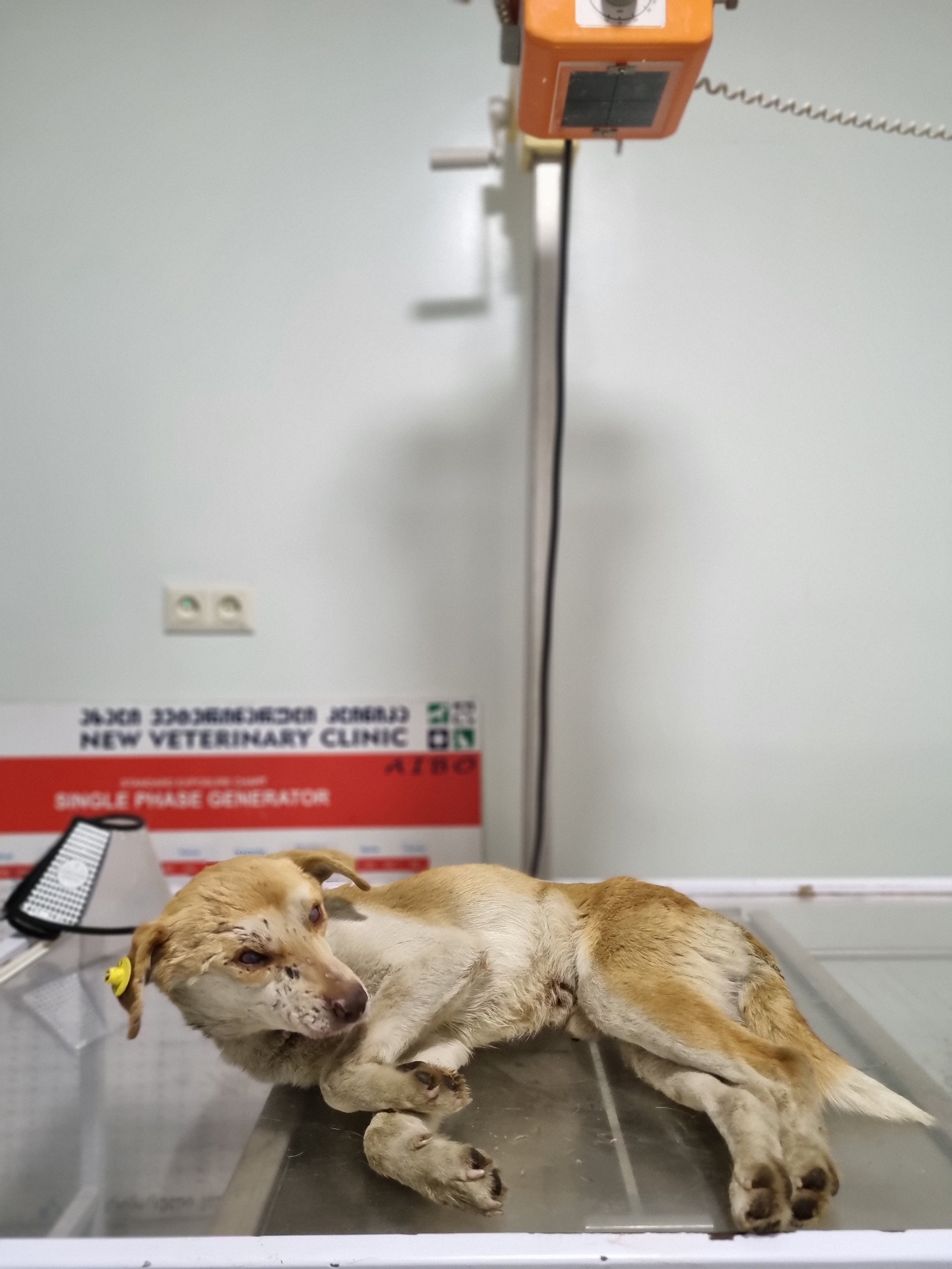 მეტისი. ყვარელი