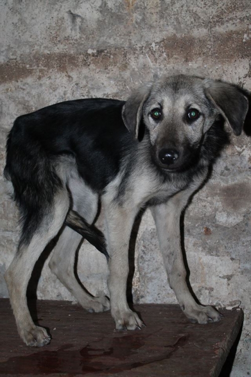 მეტისი უსახელო