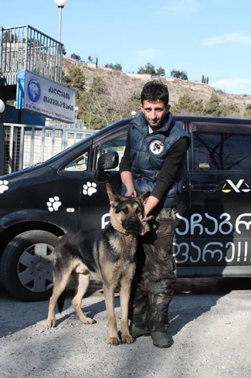 გერმანული ნაგაზი უსახელო