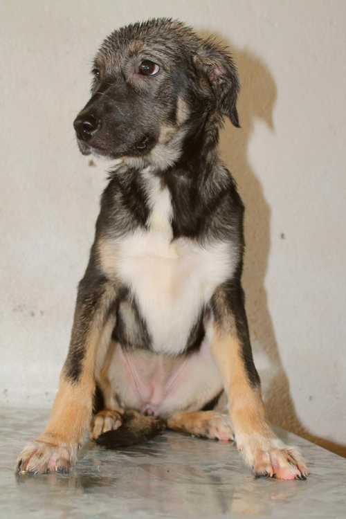 მეტისი ლინდა