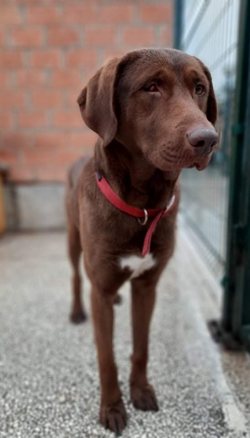 მეტისი როი