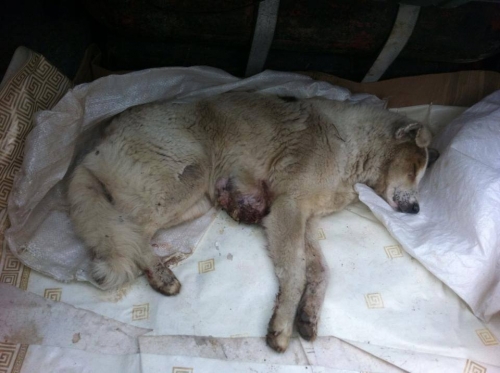 მეტისი უსახელო