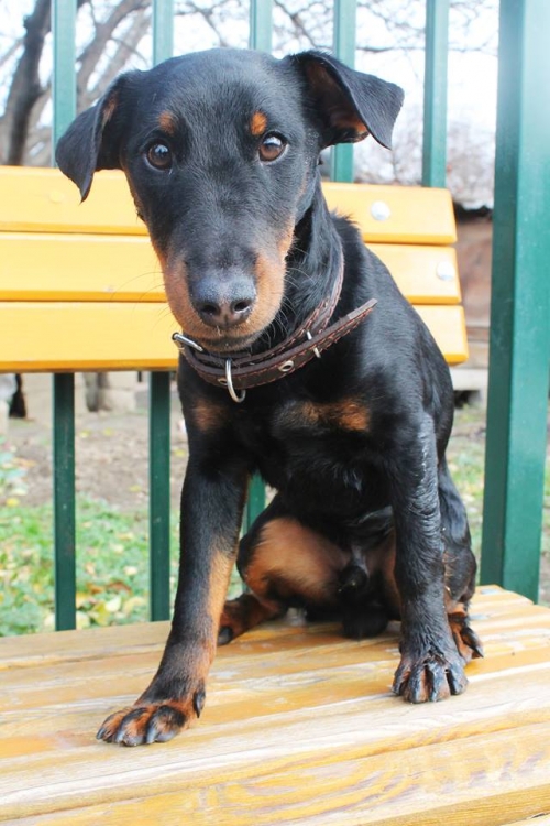 იაქტერიერი ჩინო