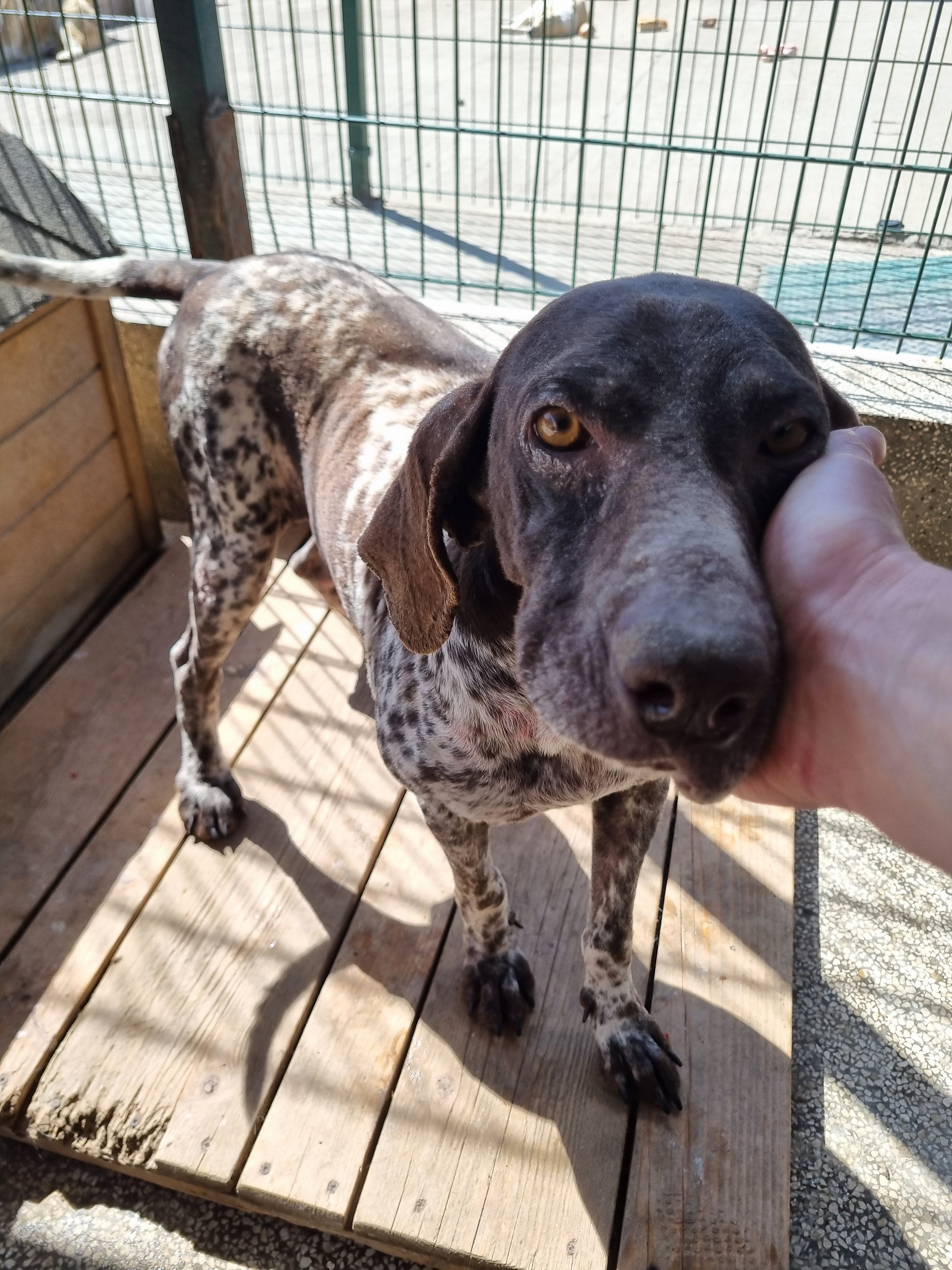 კურცჰაარი. მარნეული