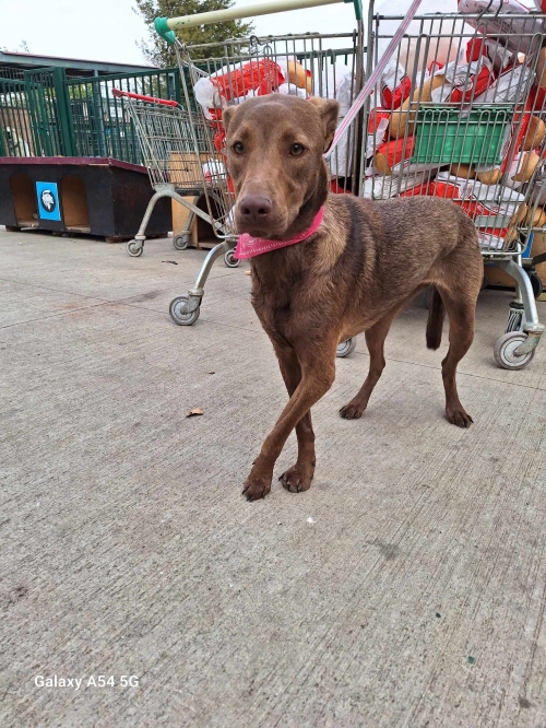 მეტისი მუხადგვერდი