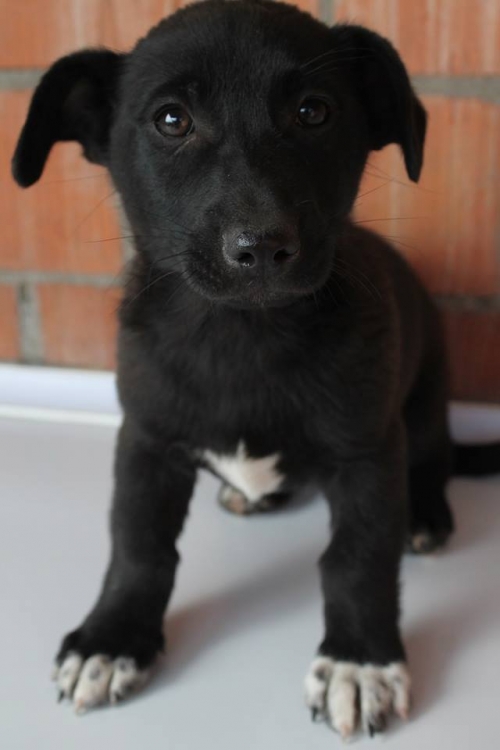 მეტისი უსახელო