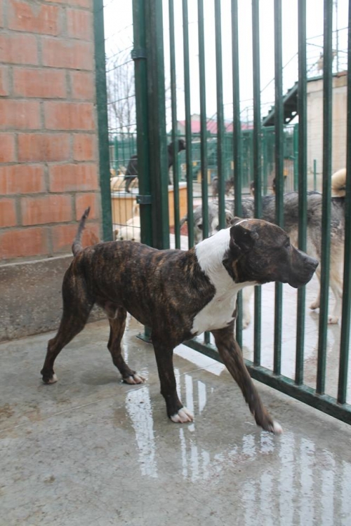 პიტი სემმი