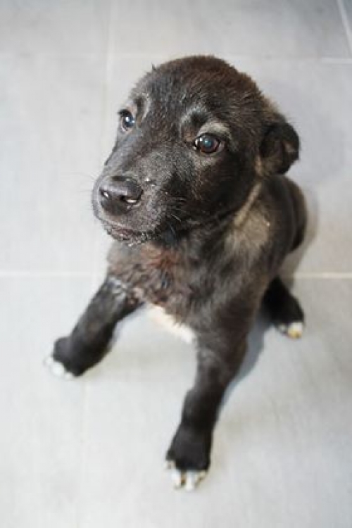 მეტისი უსახელო