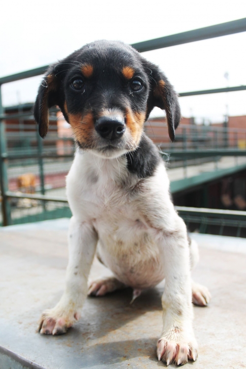 მეტისი უსახელო