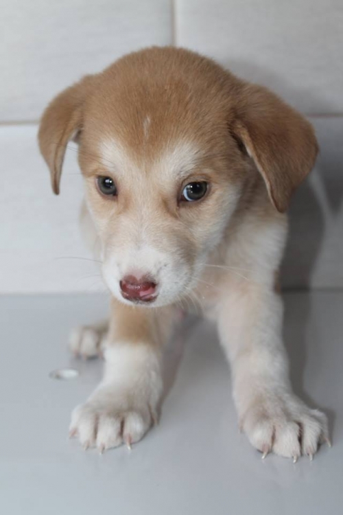 მეტისი უსახელო