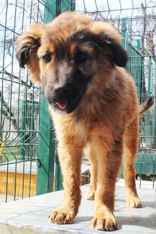 მეტისი უსახელო