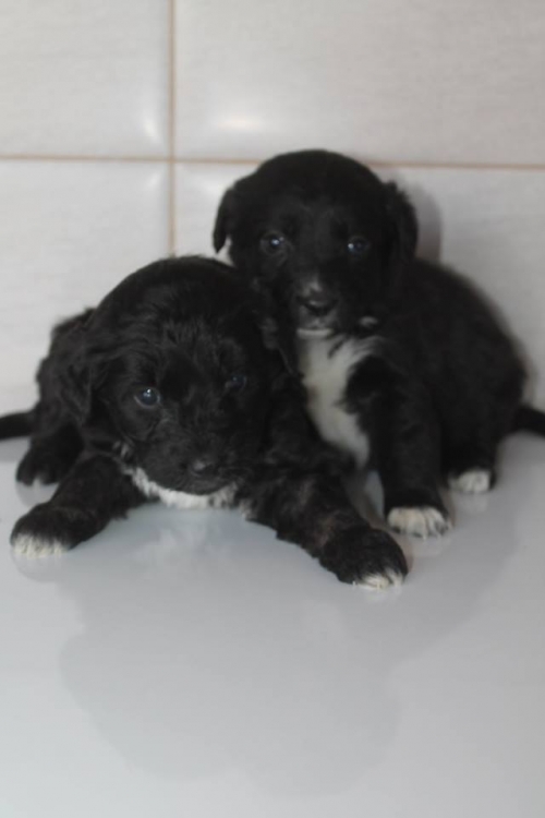 სპანიელის მეტისი უსახელო