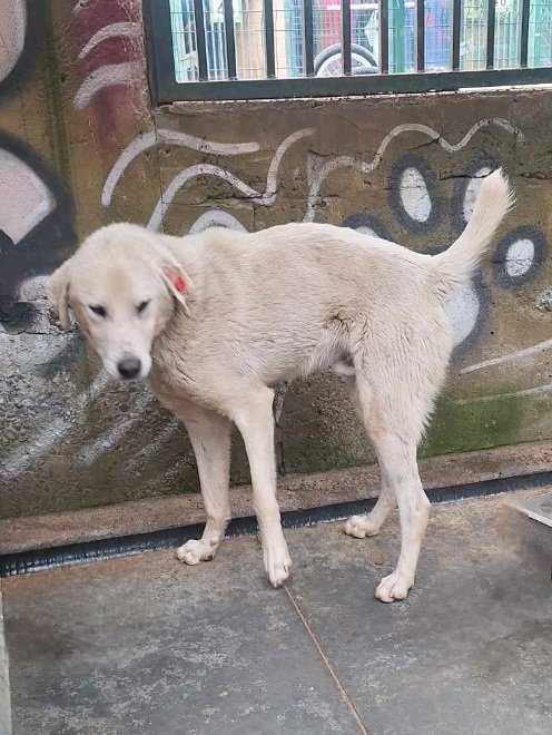 მეტისი. გურია