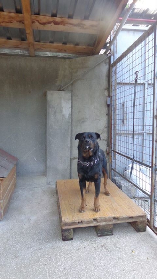 როტვეილერი ბობო