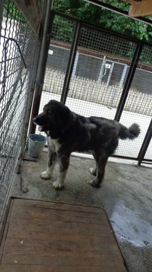 ქართული ნაგაზი მურა