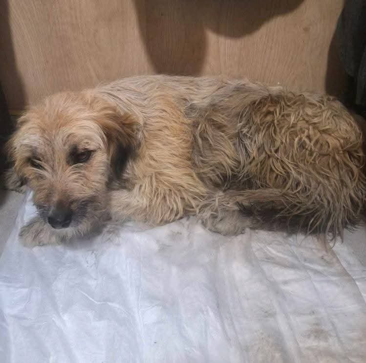 ბალონკა. სარაჯიშვილის მეტრო