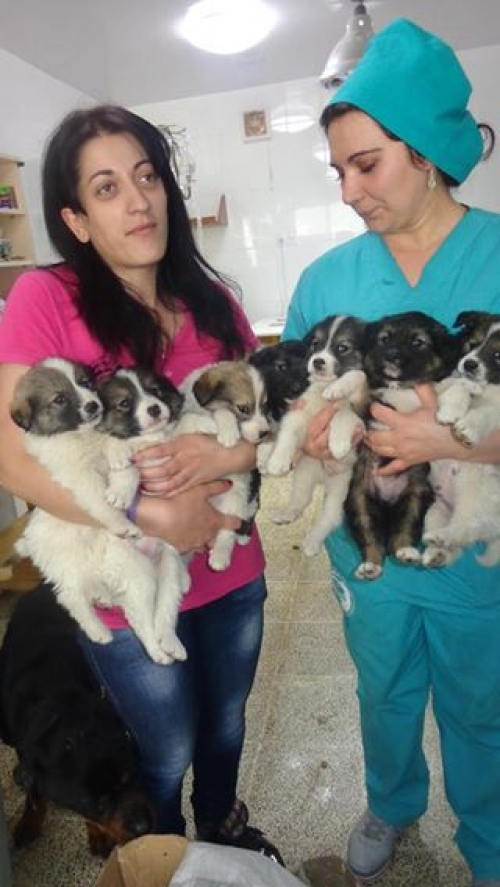 ქართული ქოფაკი უსახელოები