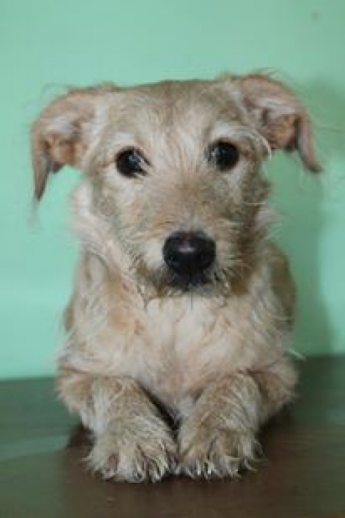 ბალონკის მეტისი უსახელო