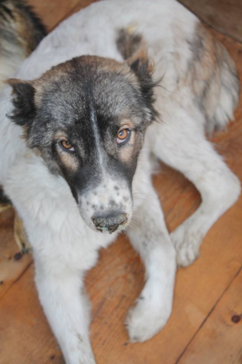 ქართული ქოფაკი უსახელო