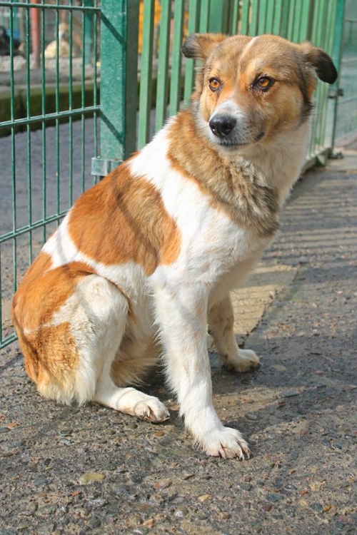 მეტისი ბელკა