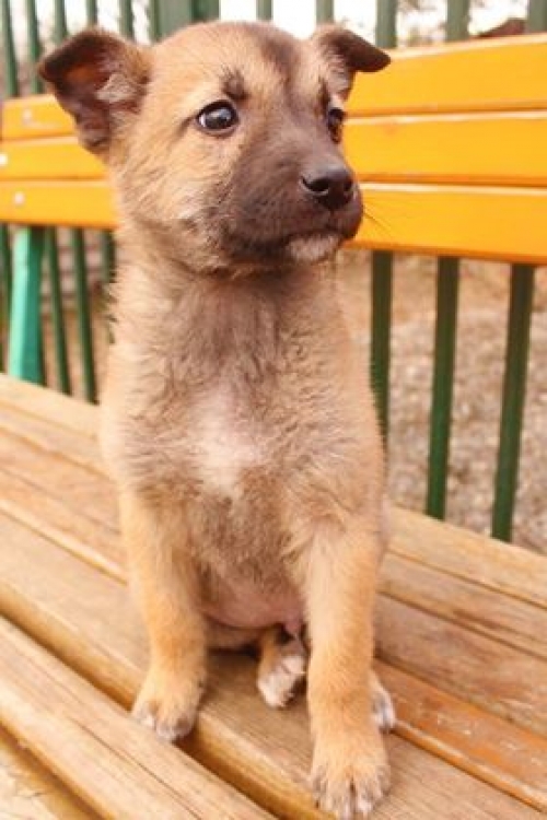 მეტისი უსახელო