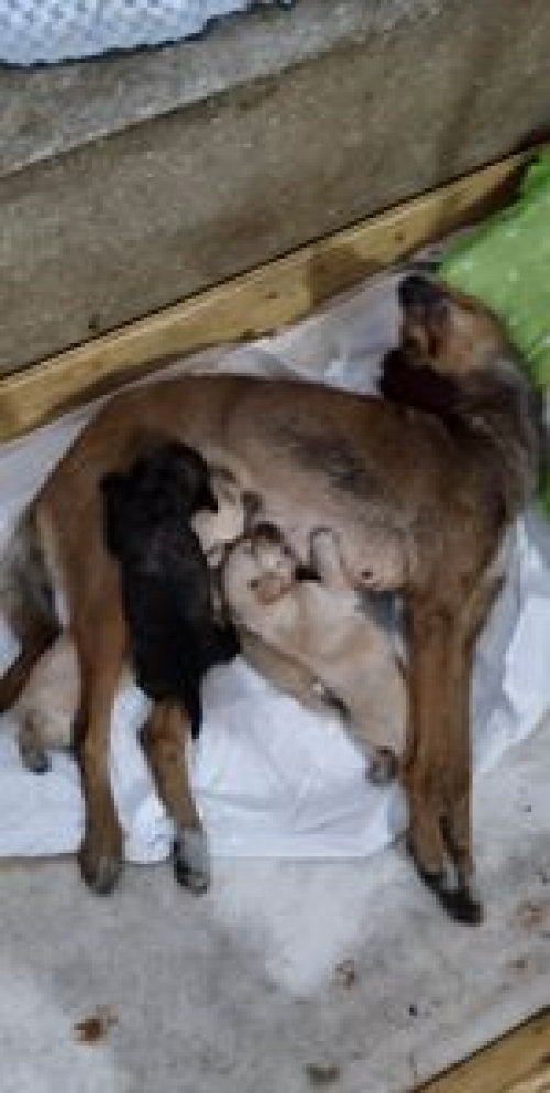 მეტისი საჩხერე