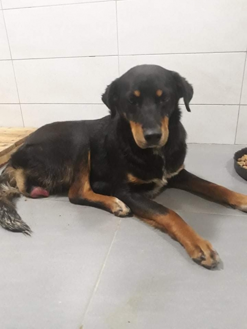 მეტისი სამტრედია