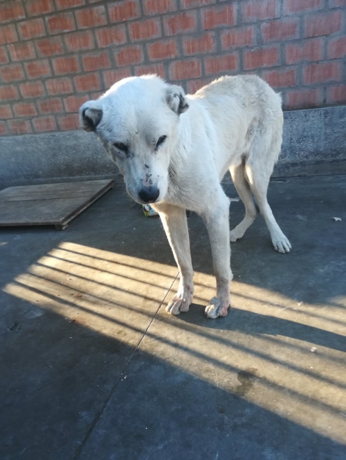 ქართული ნაგაზი ანანური