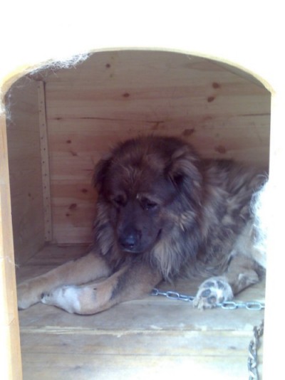 * გაჩუქებულები სიმბა