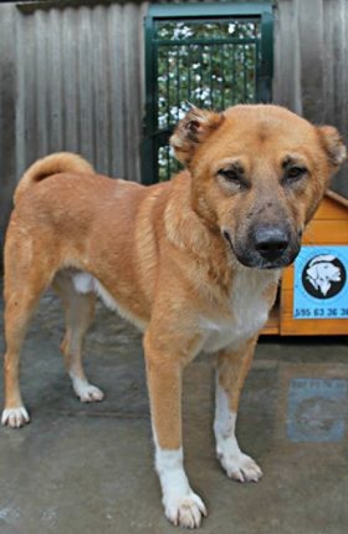 ქართული ქოფაკი უსახელო