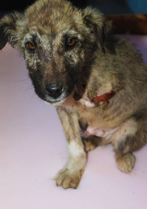 მეტისი უსახელო