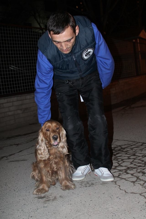 ინგლისური კოკერსპანელი ჩარლი