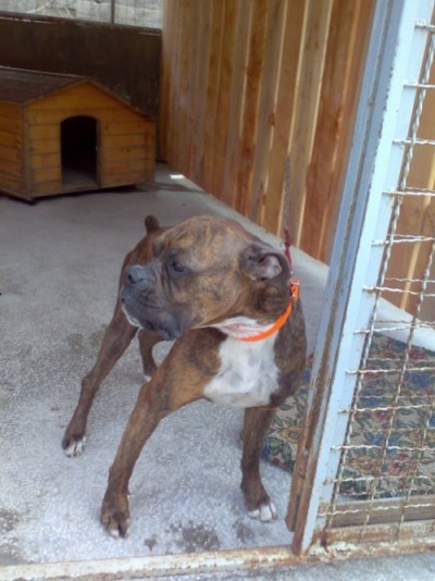 * გაჩუქებულები ჯუნა